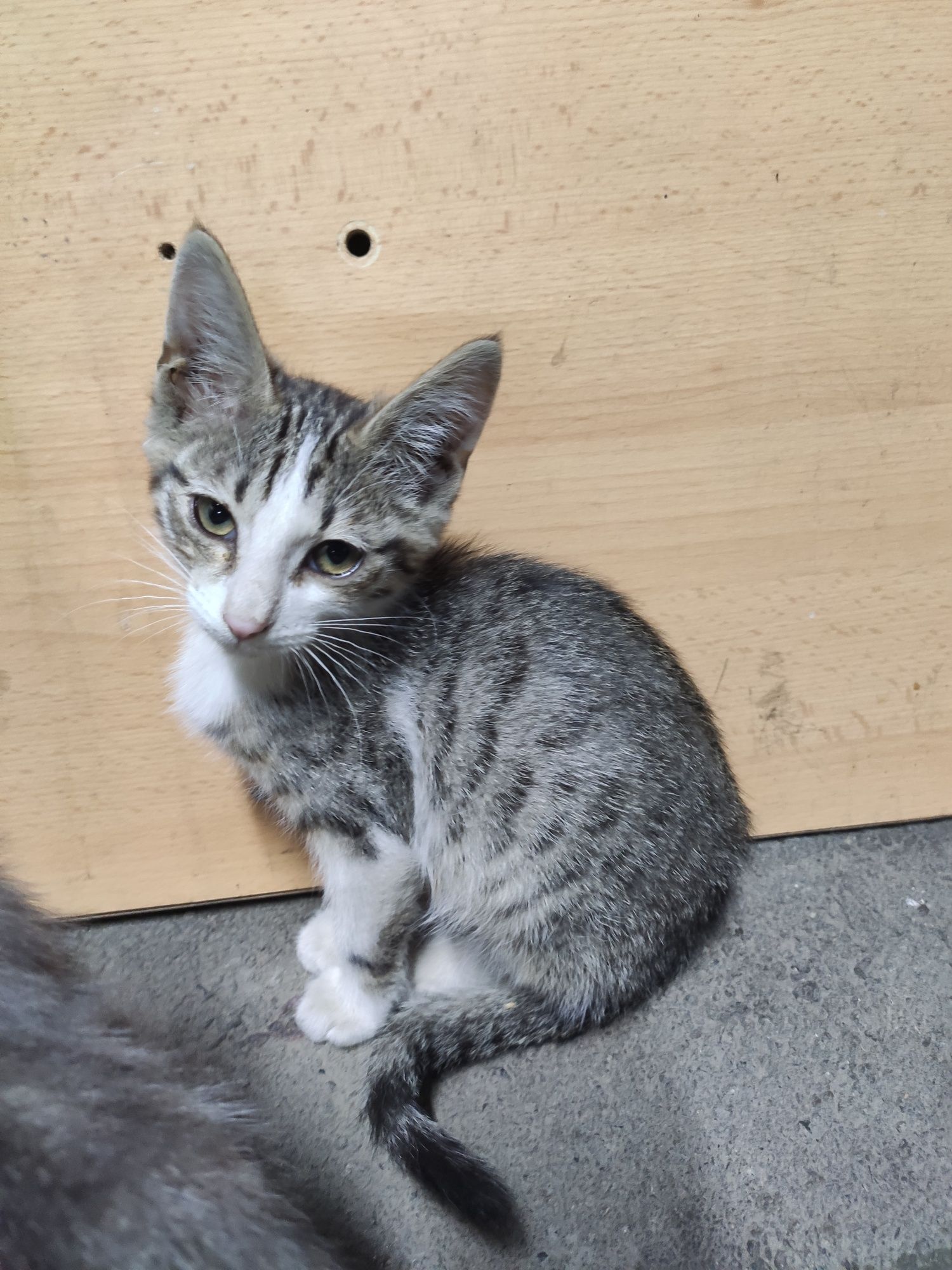 котята 3 месяца МАЛЬЧИКИ БЕСПЛАТНО