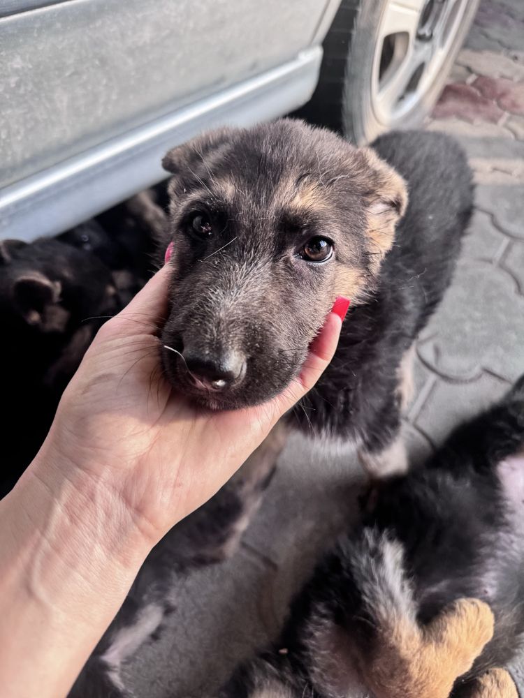 Щенки овчарки продам чистой пароды