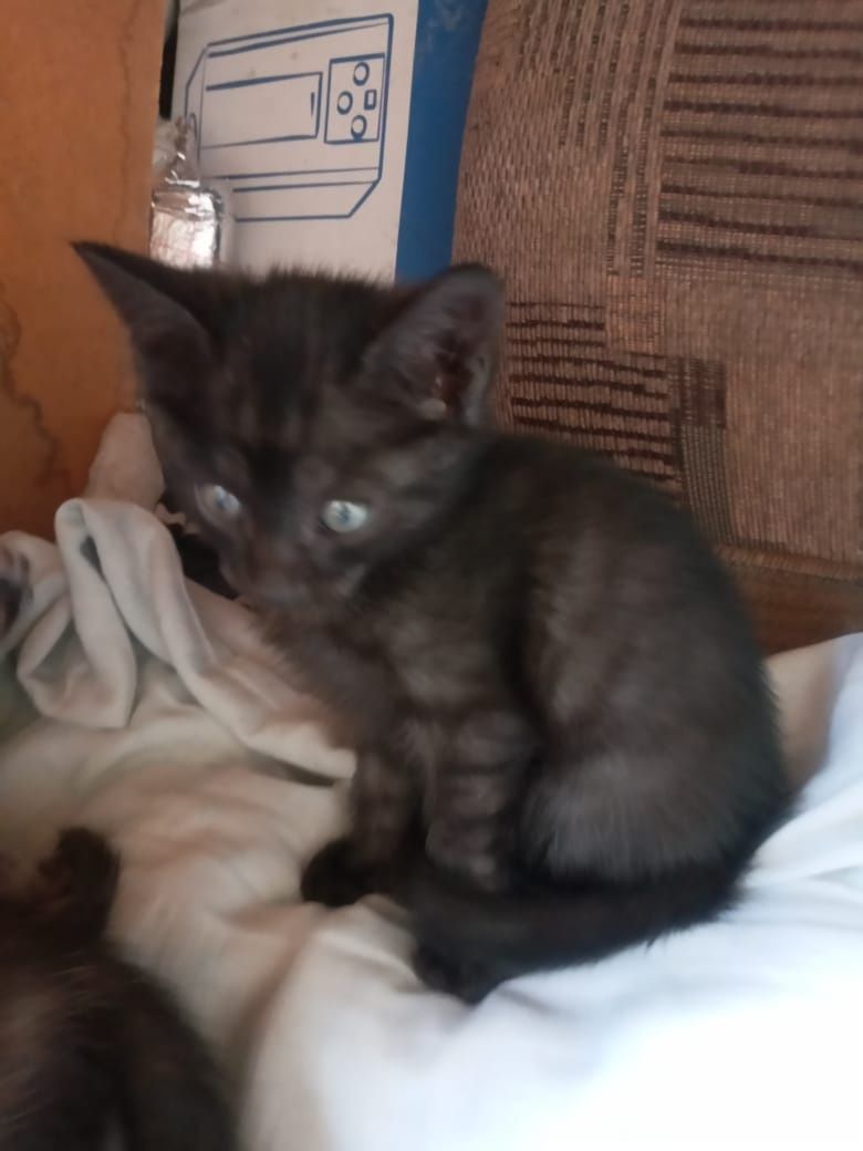 Бесплатно котят в добрые руки