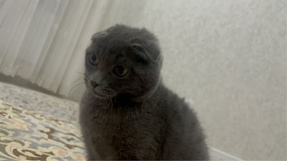 Продаю вислоухого Кота. Мальчик