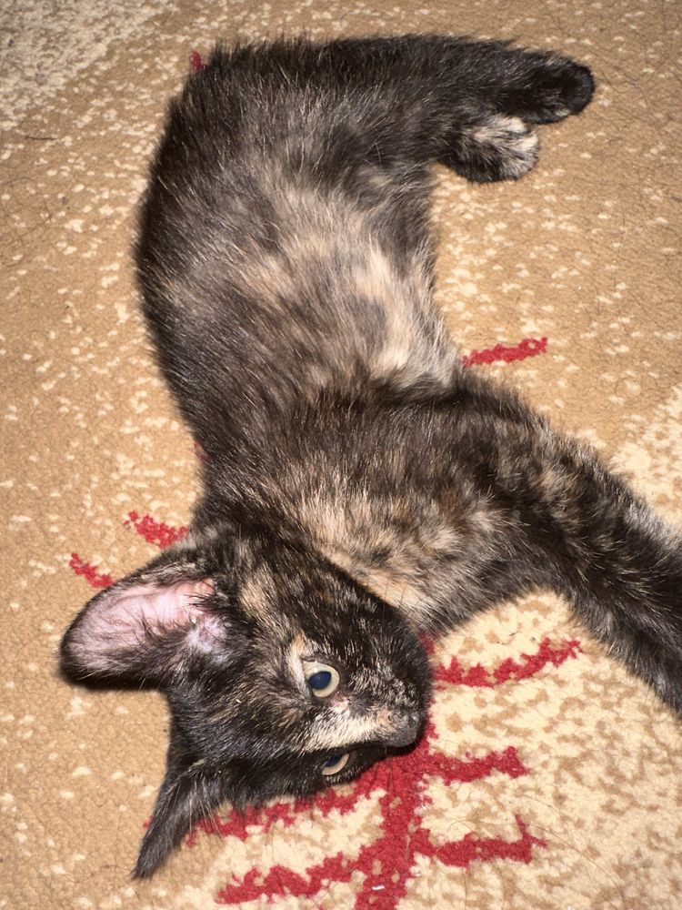 Котят бесплатно латокке уйренген