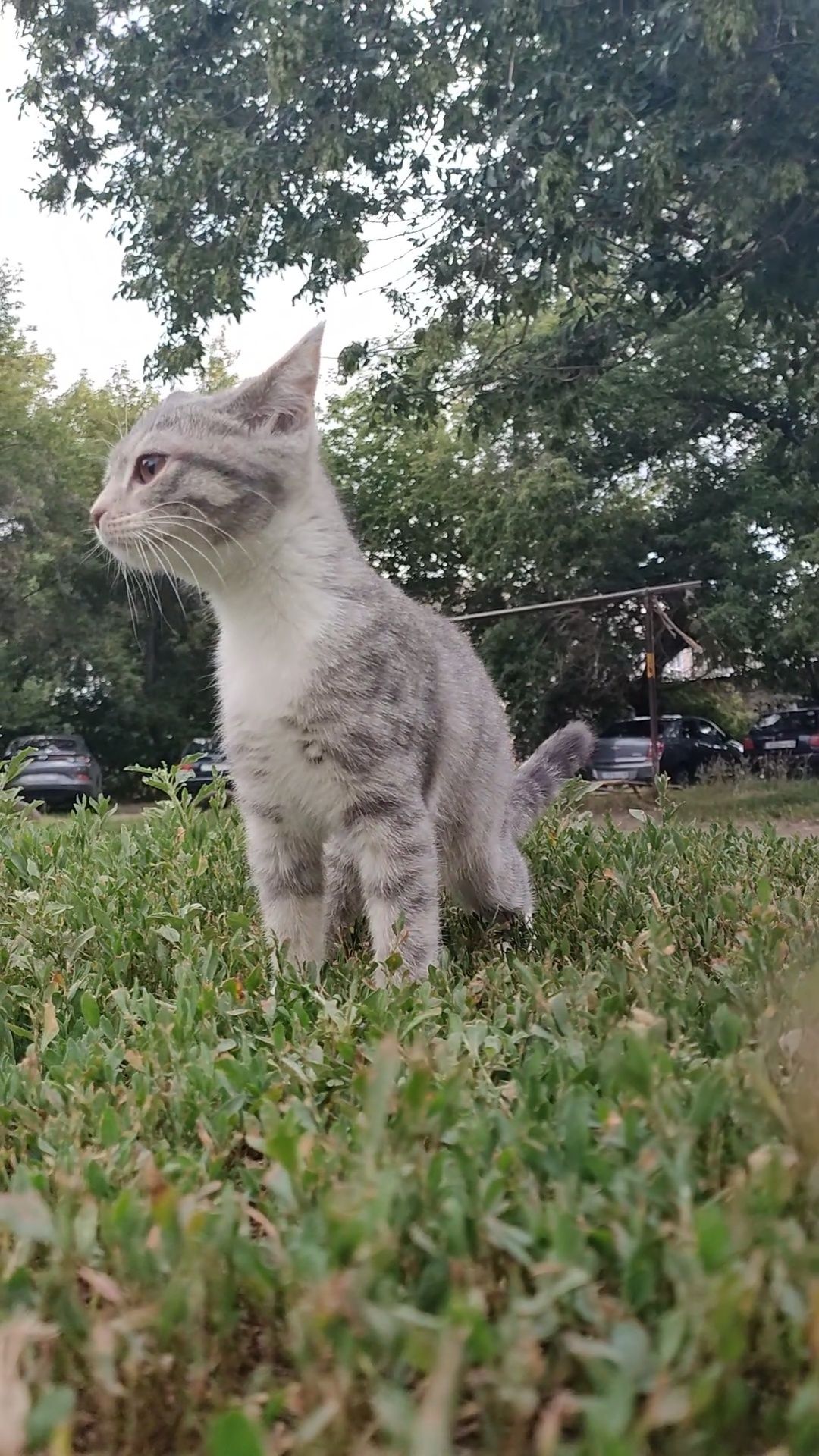 Котенок, 4 месяца, стерилизуем