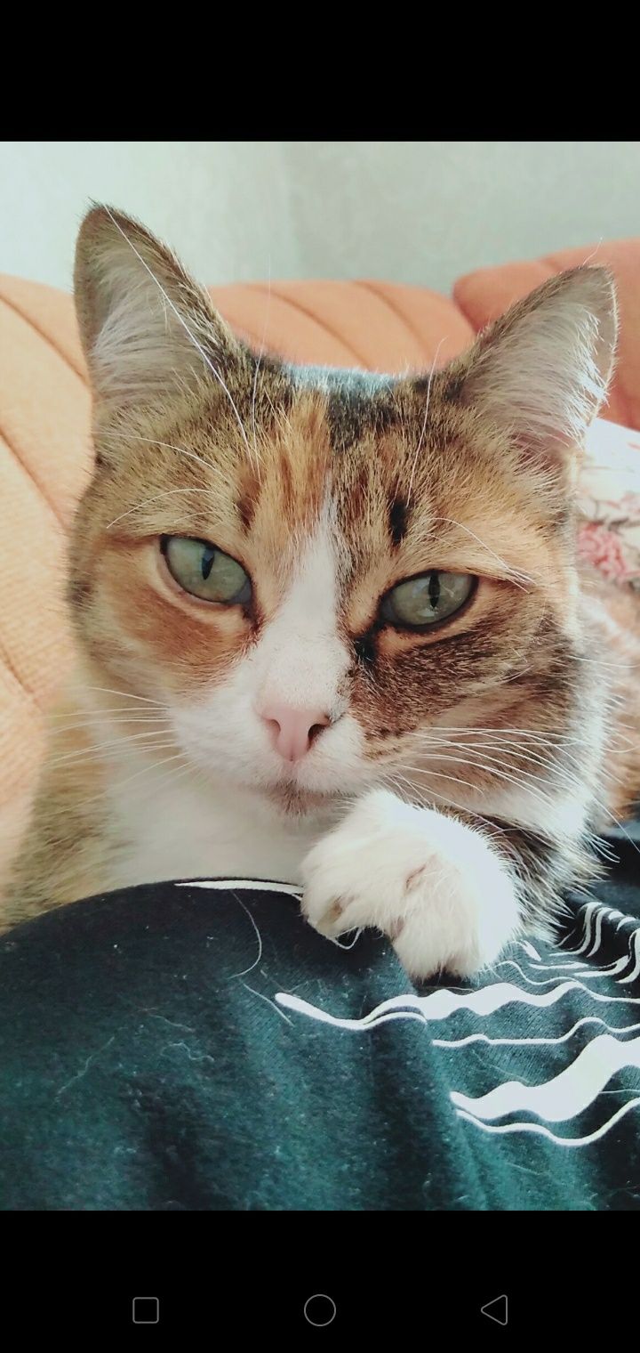Коти ищут  дом ,в квартиру