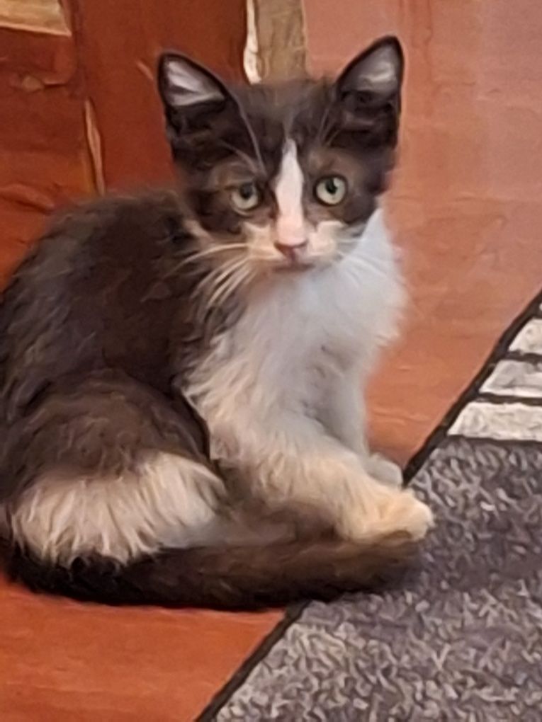 Красивый котёнок