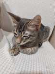Котёнок мальчик 3 месяца