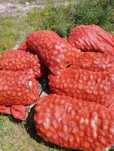 Продам семенной картофель
