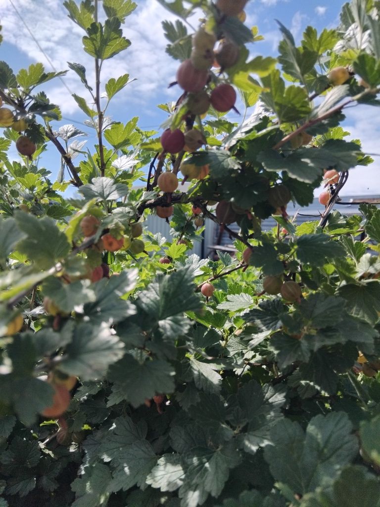 Продажа вишни домашней