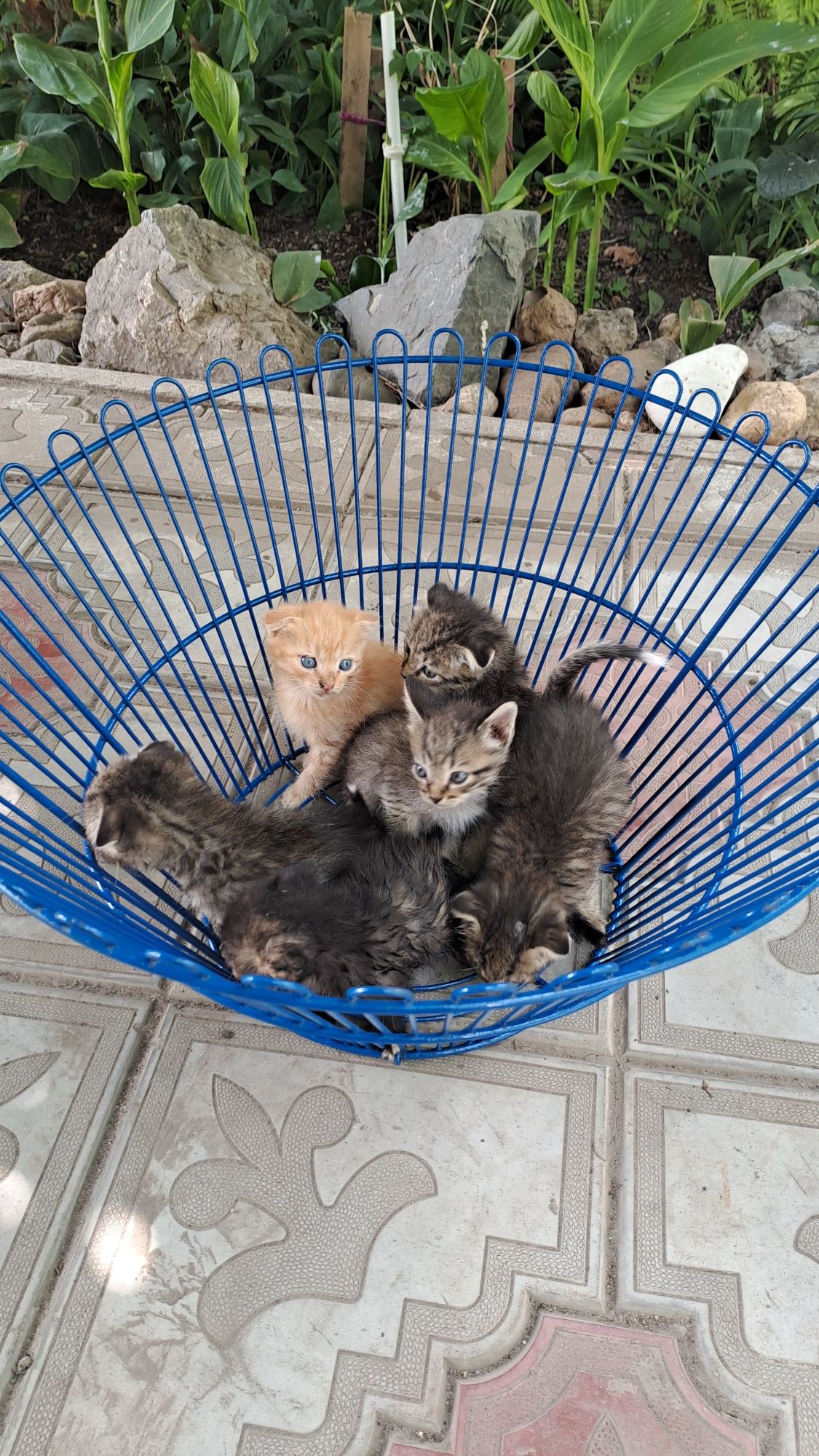 Продам вислоухих котят