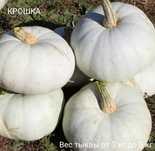 Тыква «Крошка» семена