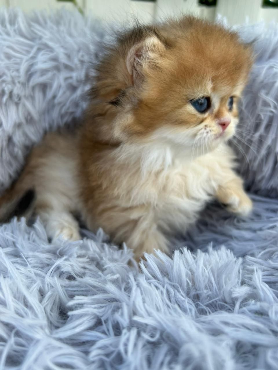 Котята готовы к переезду