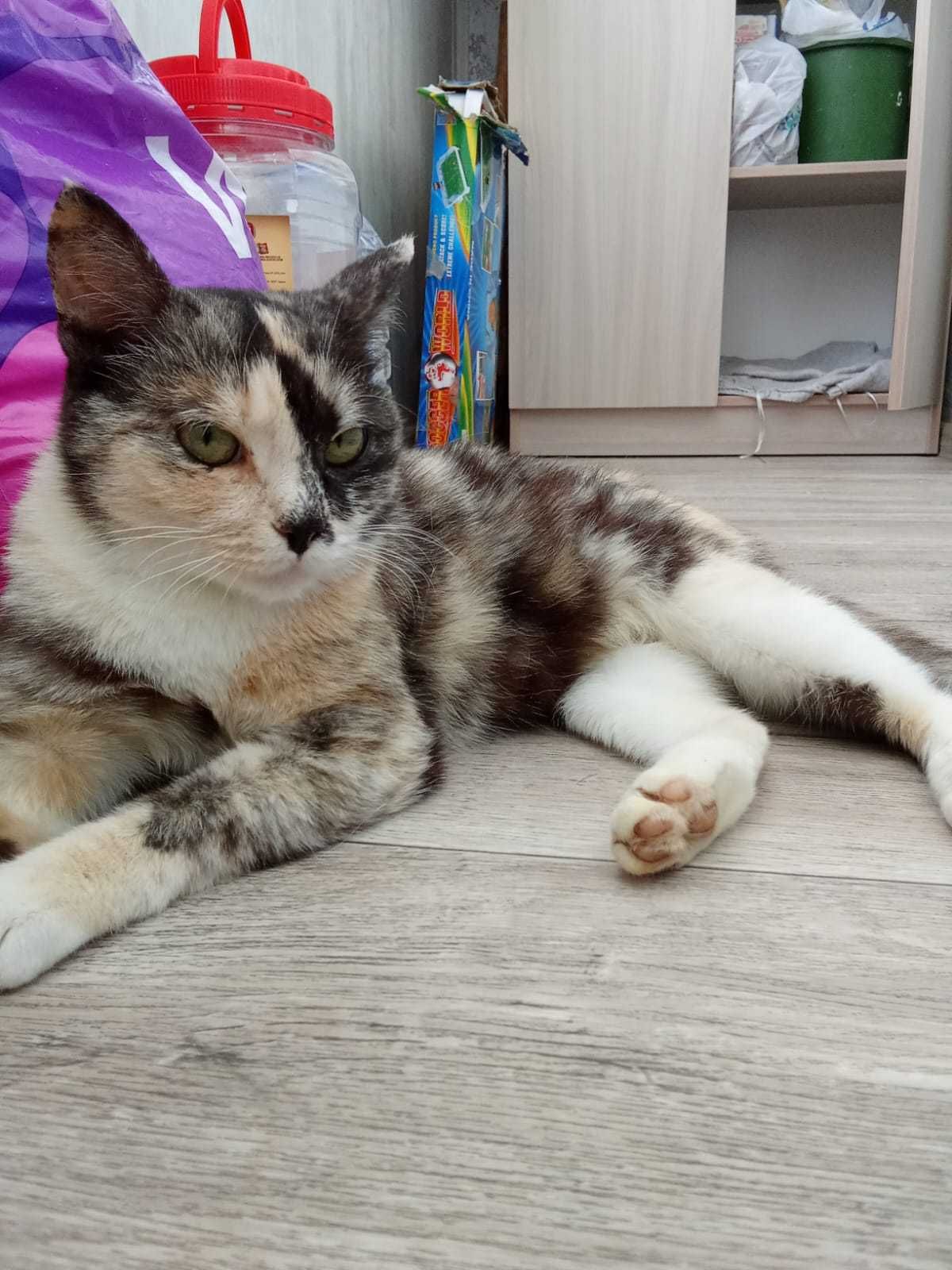 Кошечка ищет дом.
