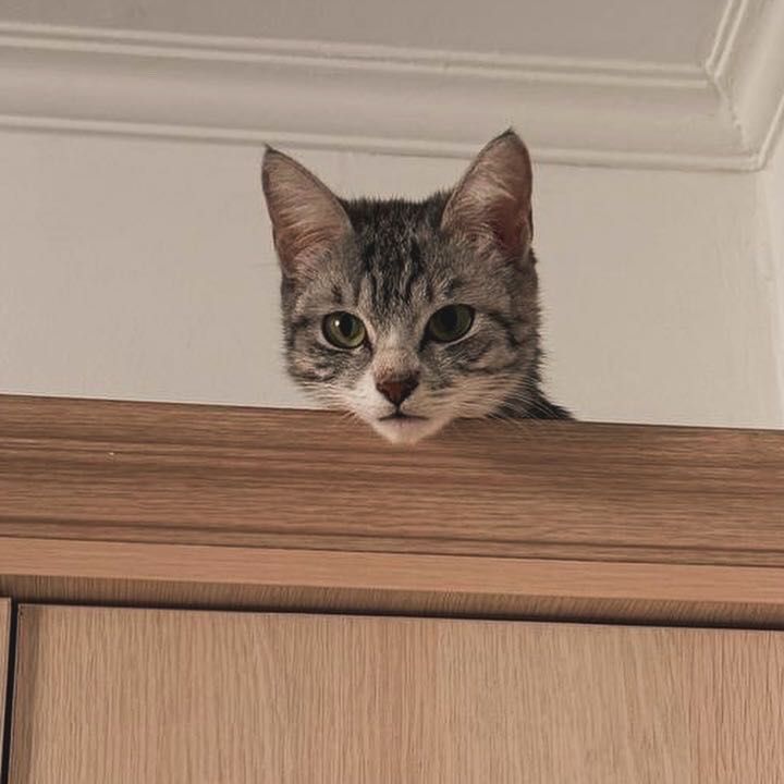 Ласковая кошка ищет дом