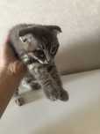 Котенок вислоухий