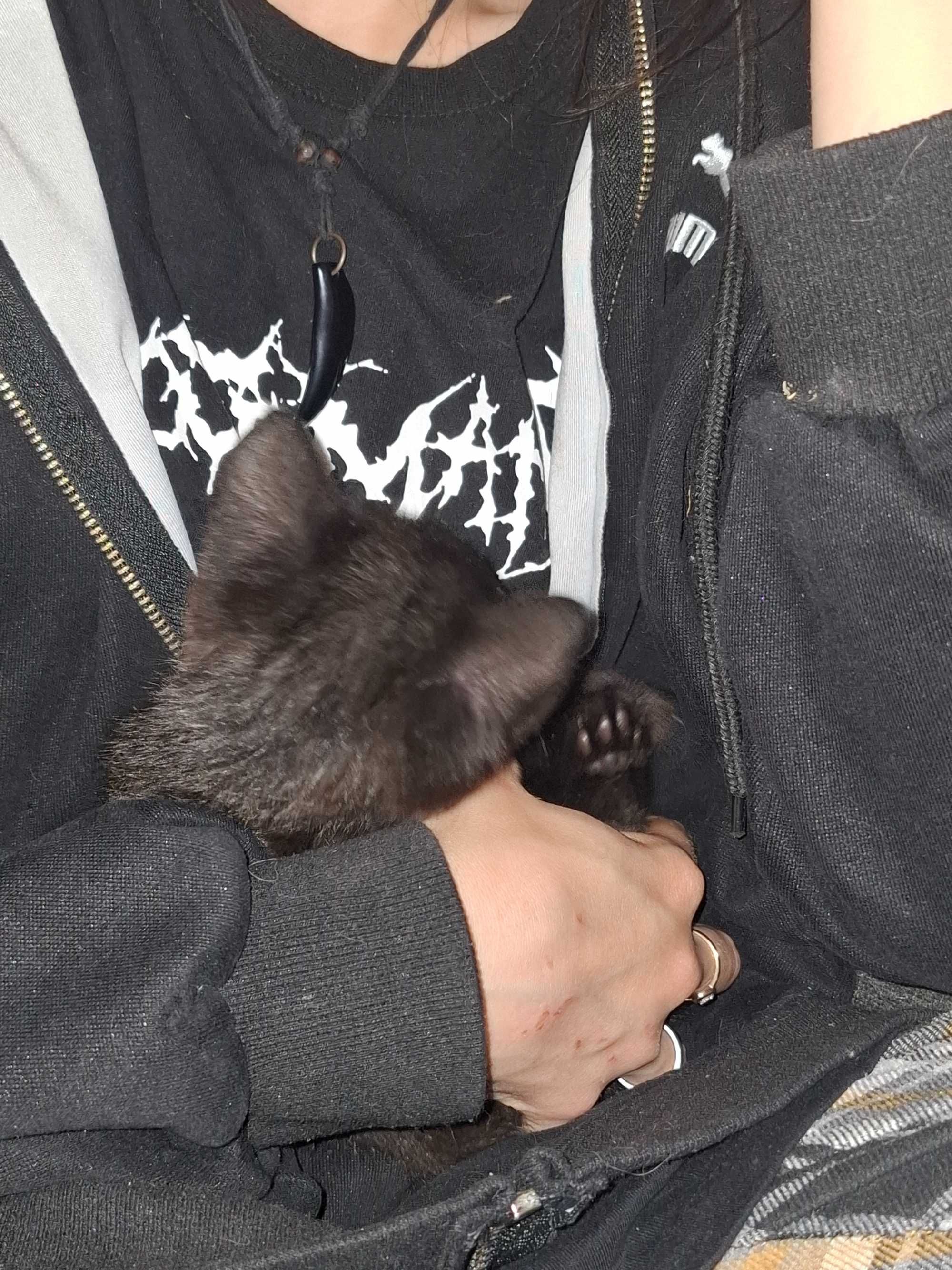 Котёнок, девочка чёрный. 2-3 месяца