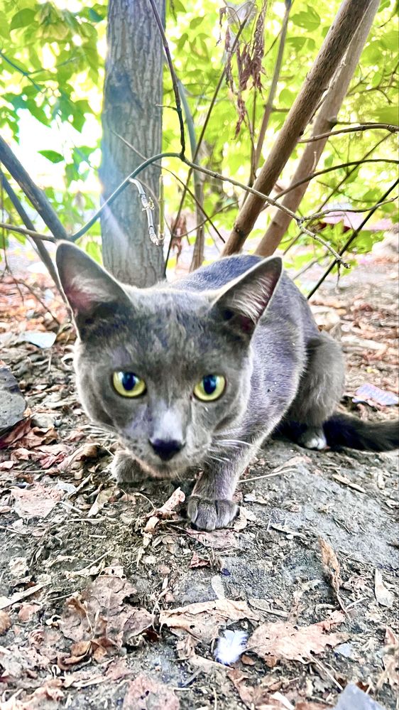 Пристраиваю кота