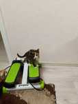 Котенок трехцветный