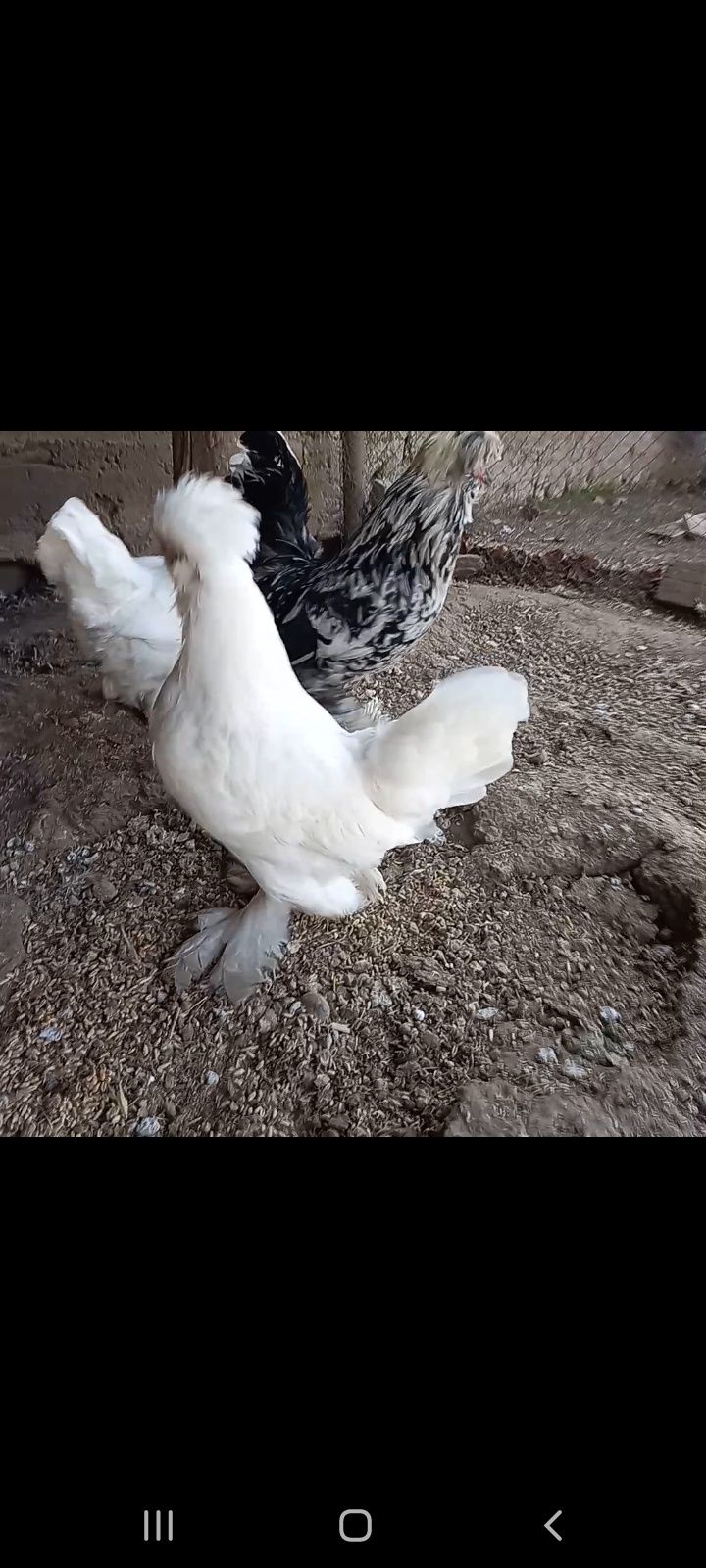 Үшеуіне 45 мың теңге