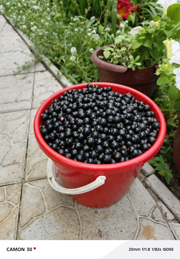Смородина чёрная  с грядки