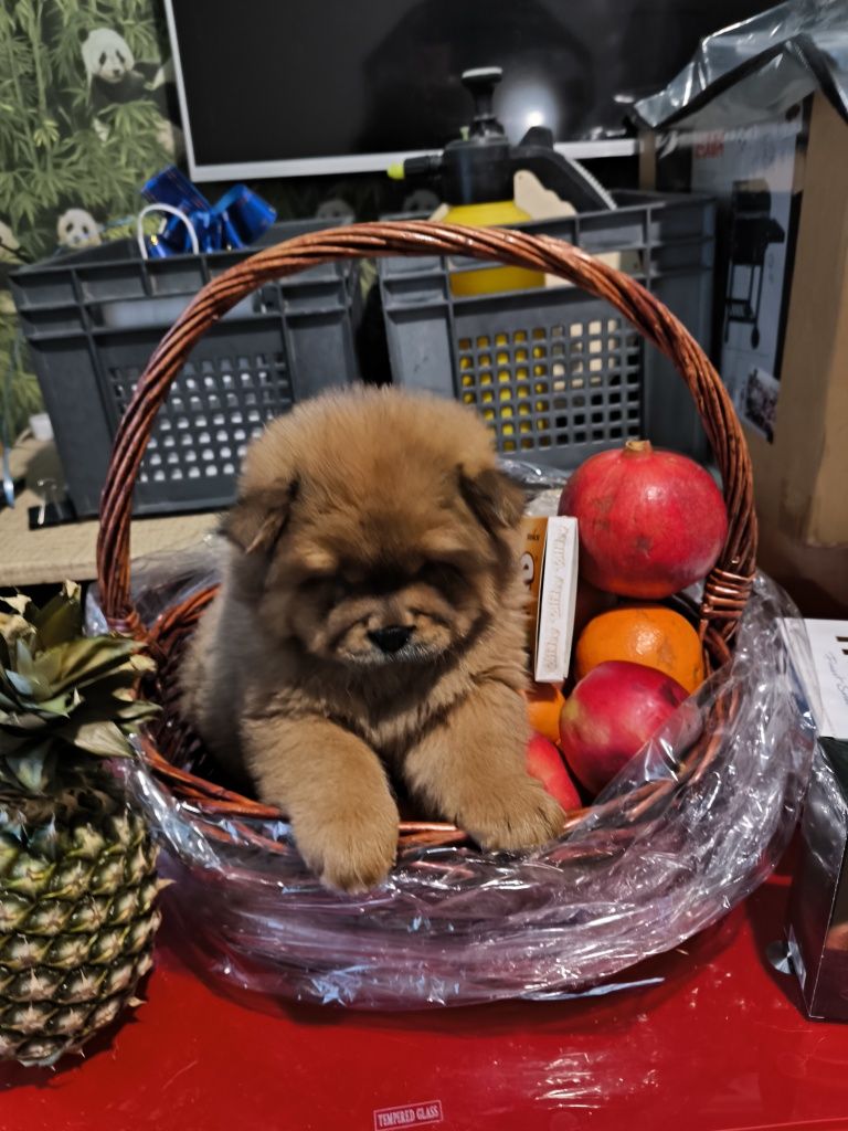 Чак чау щенки! 1'5месяцев, привиты,с документами, от роскошной пары.