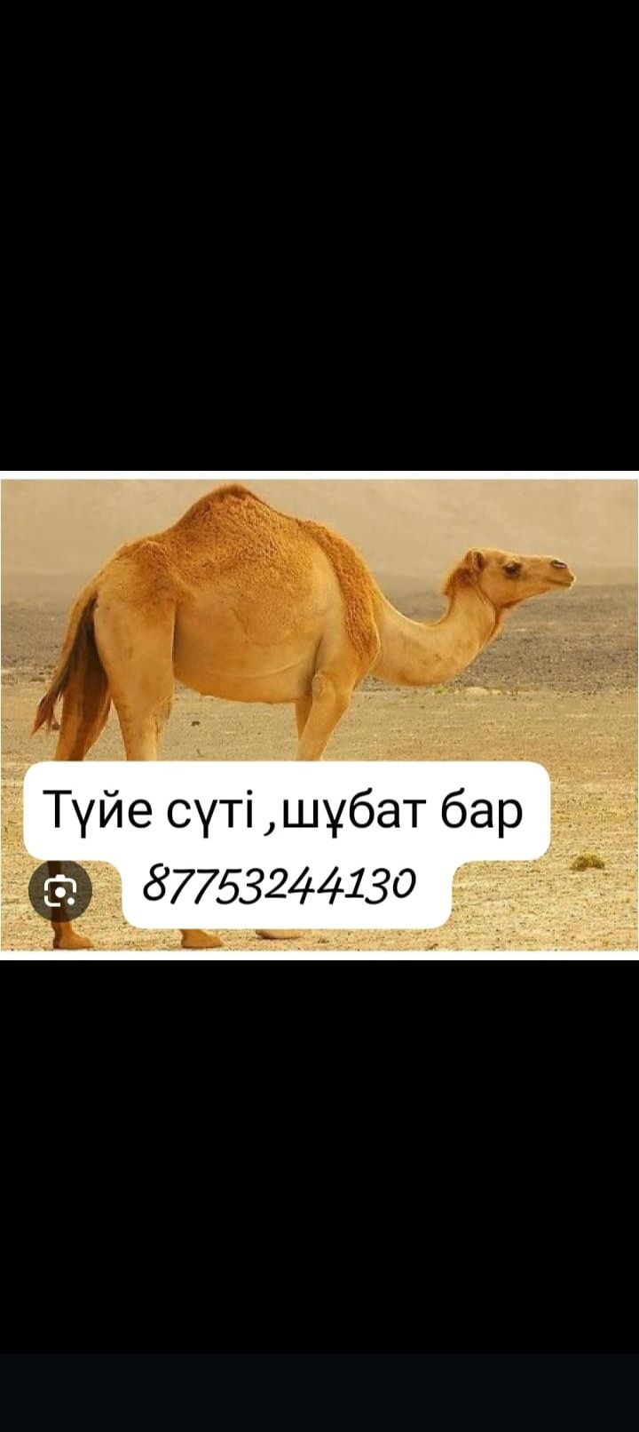 Шубат . сатылады