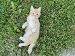 Котенок мальчик в добрые руки, шустрый
