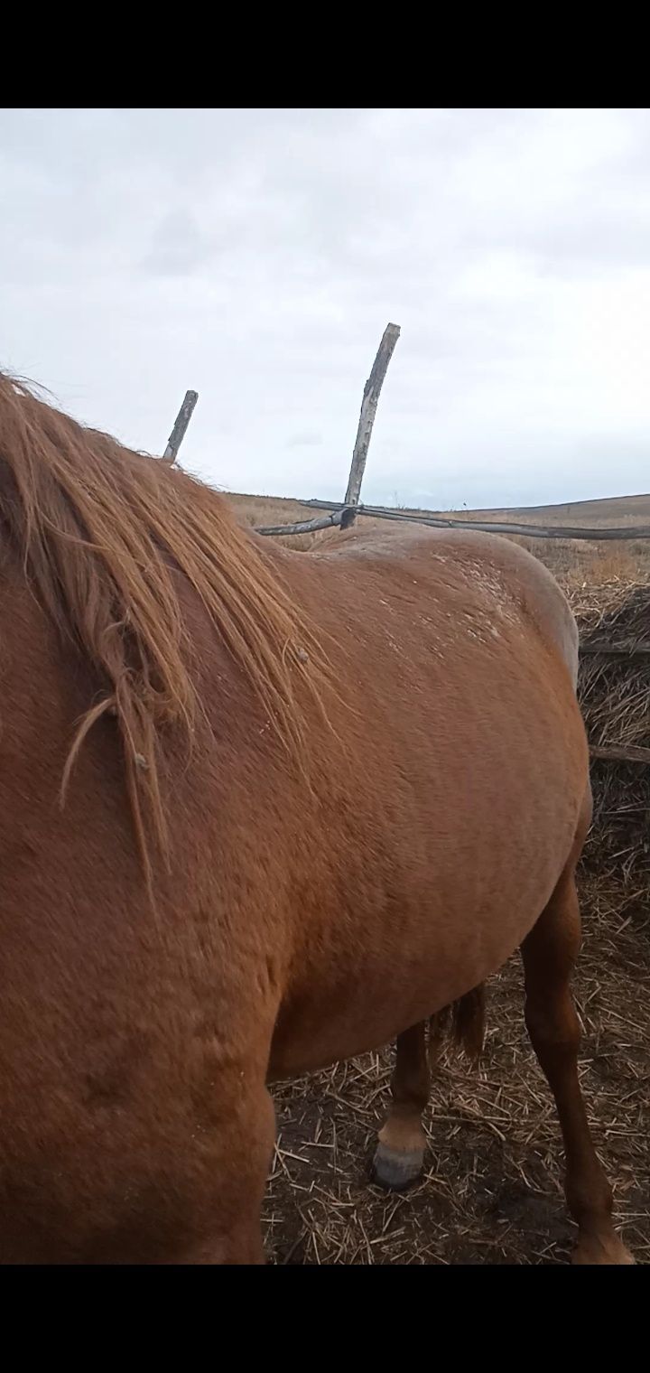 Айғыр 7 жасар сатылады