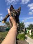 Отдам в добрые руки котенка