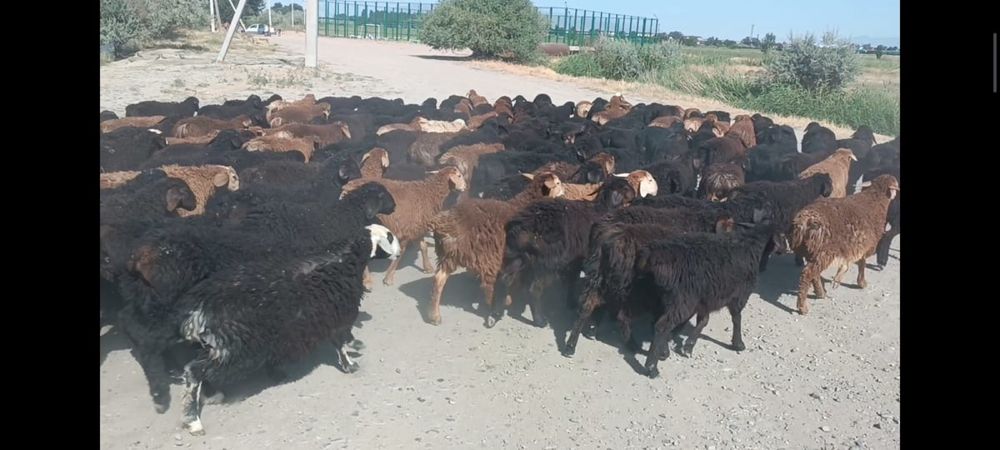 180бас қозы сатылады