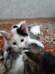 Котята, милые домашние