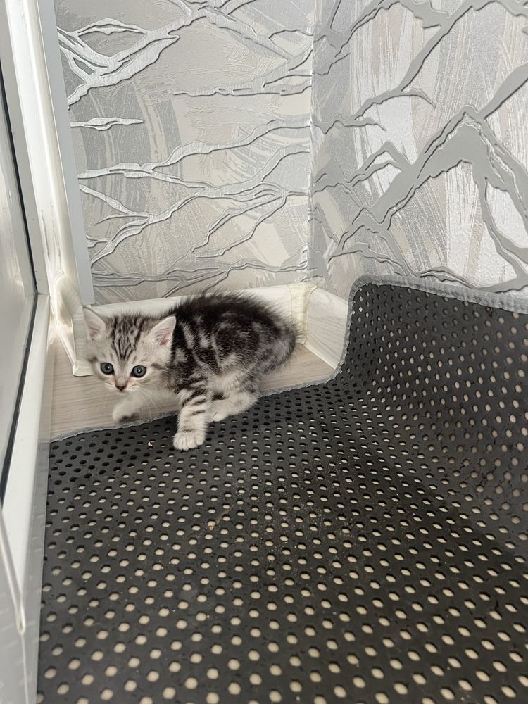 Кошки породистые шотландские