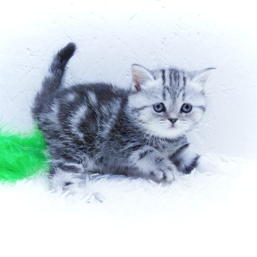 кОтяТа ШотЛанДскиЕ