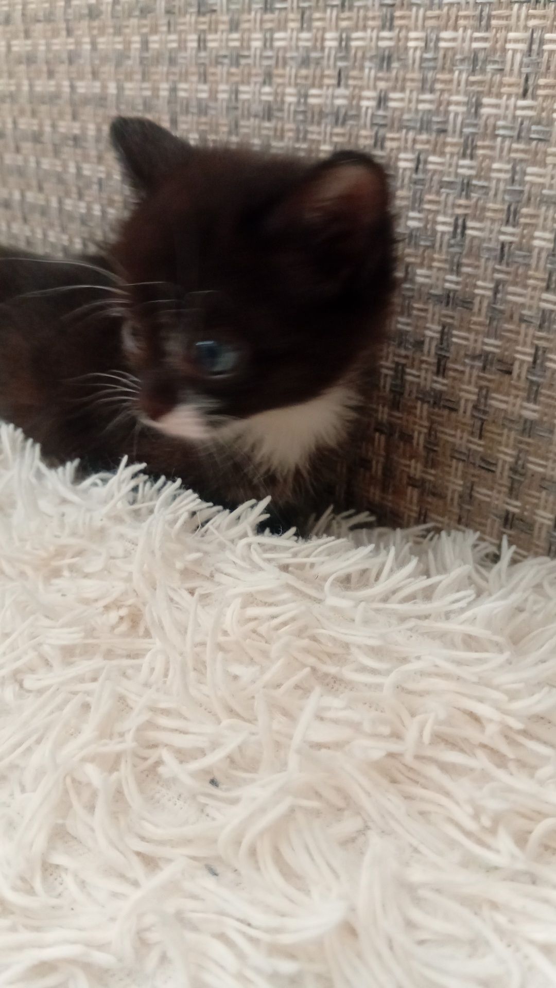 котята хорошенькие