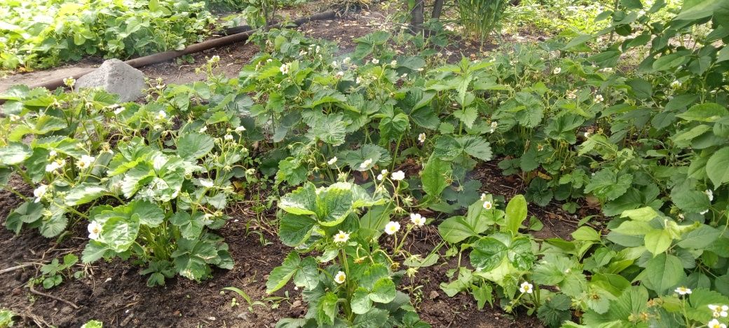 Продам срочно дачу. ИЖС Сосновый бор