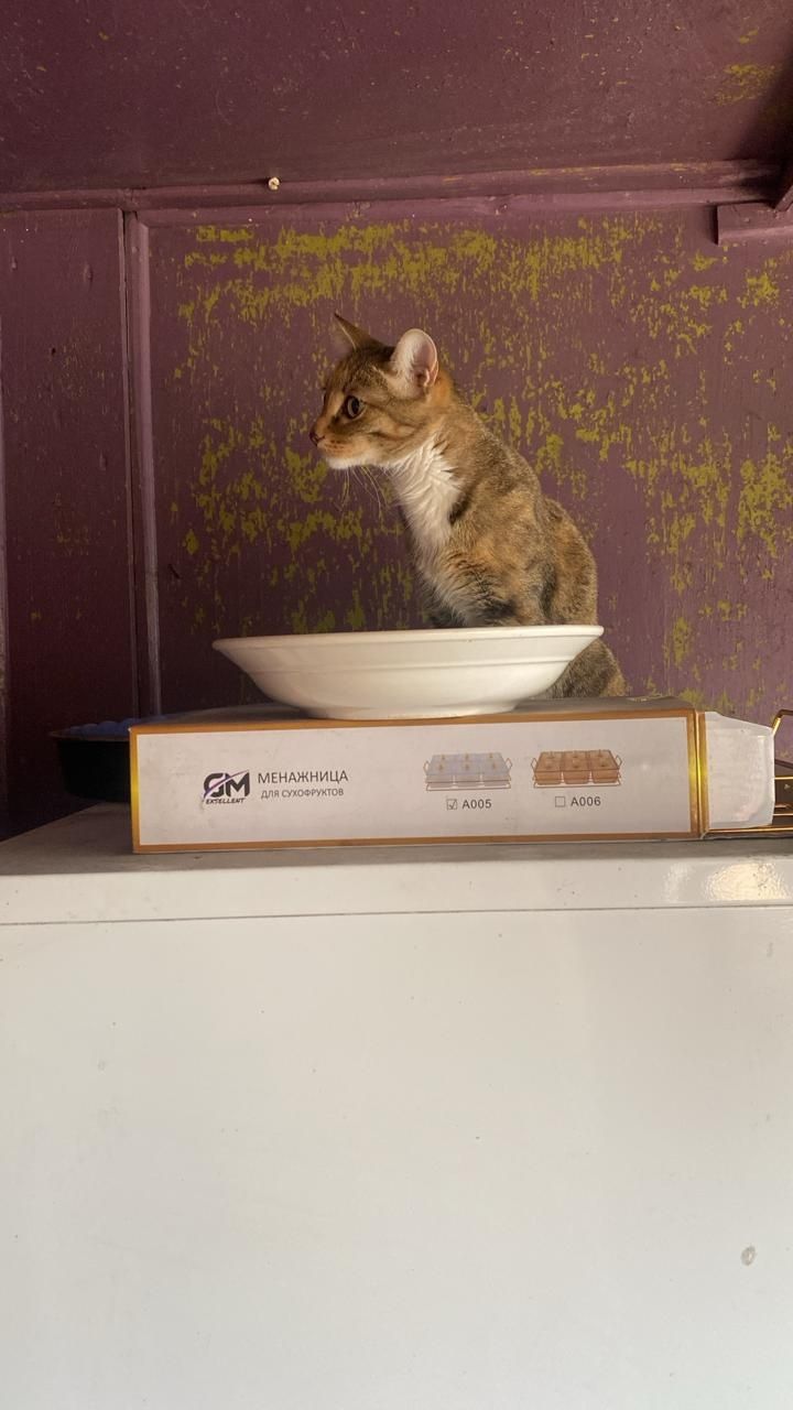 Отдам кошку домашнюю. Срочно!