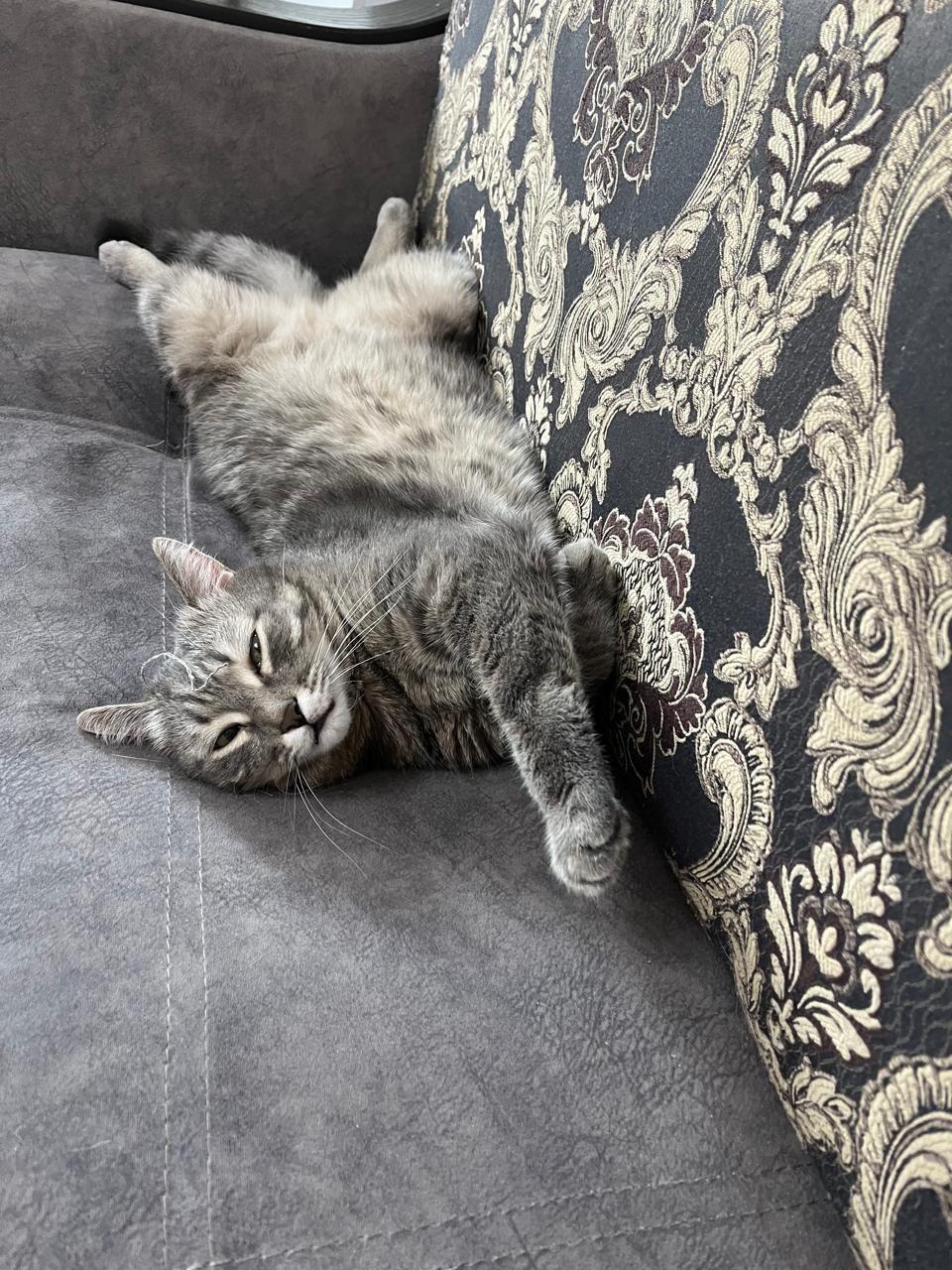 Отдам даром кота