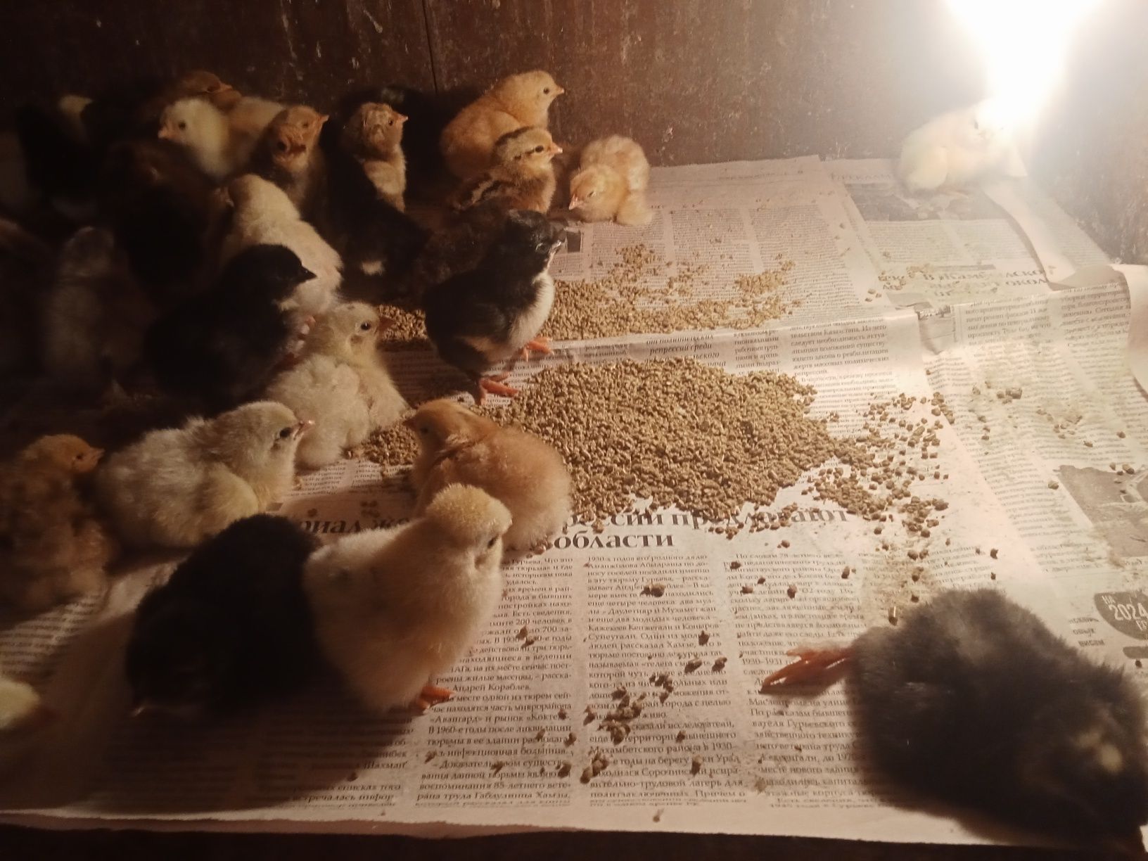 Продам суточных цыплят от домашних кур