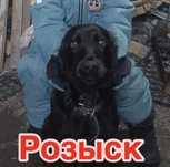 Пропала собака, спаниель