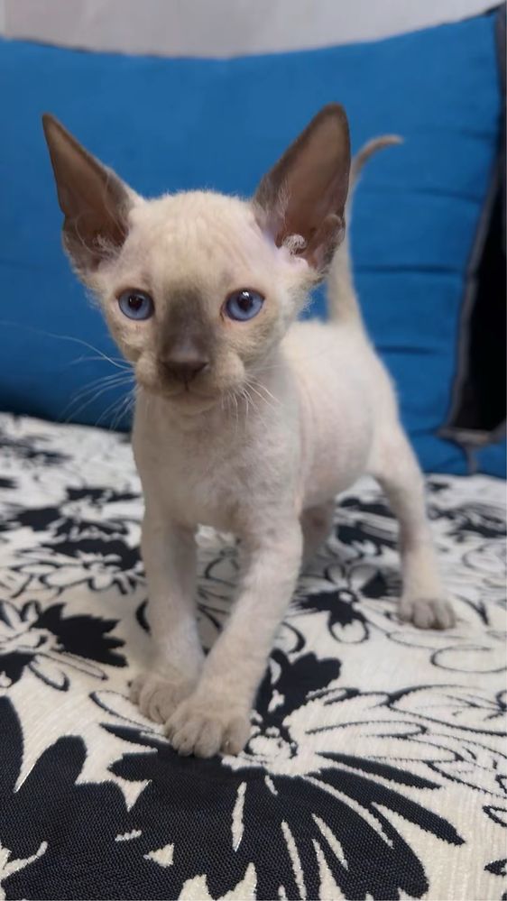Котенок Сфинкс флоу