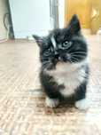 Отдам котенка кушает всё,игривый