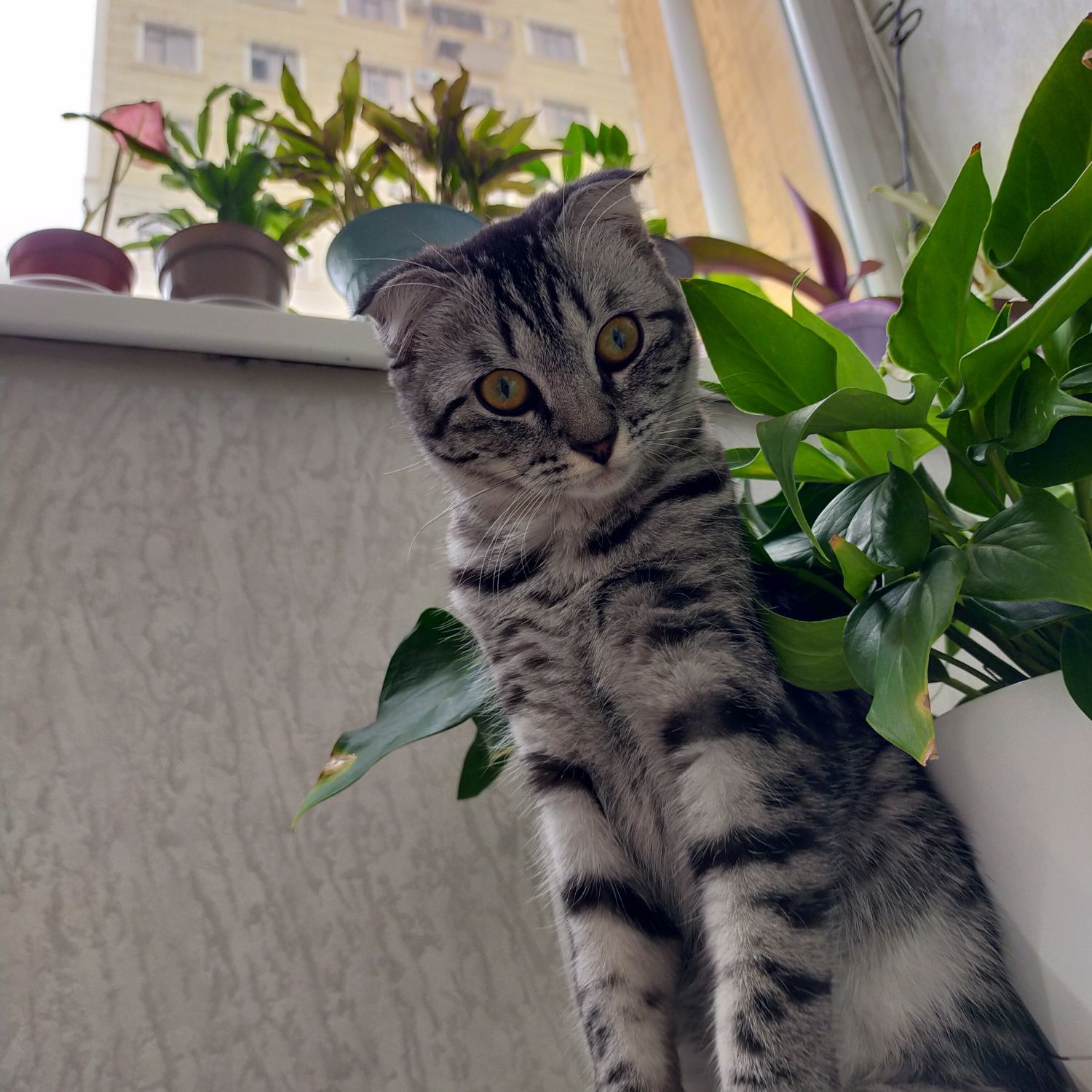 Шотландский вислоухий
