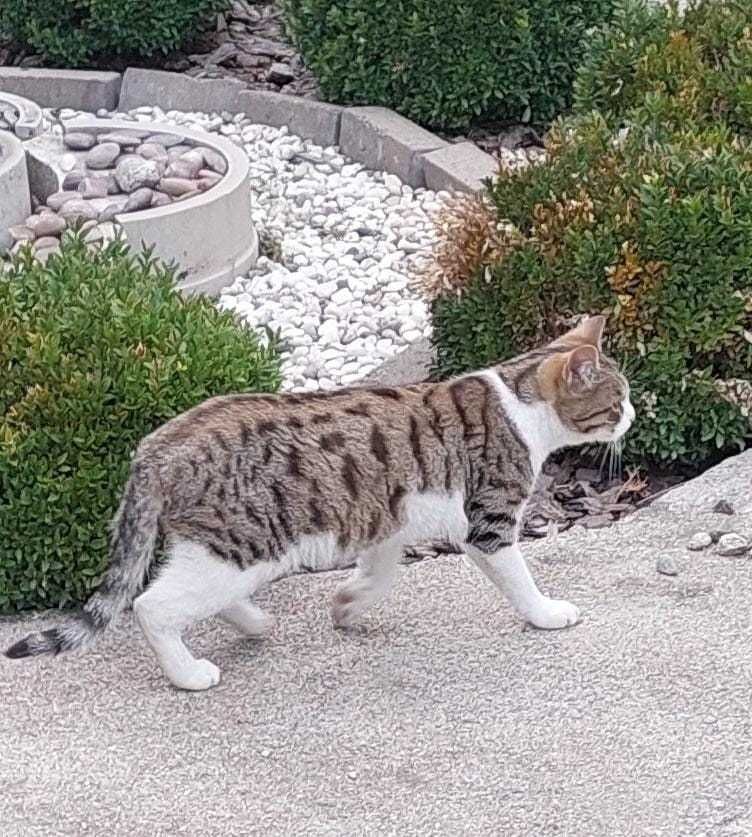 Отдам симпатичного котика в хорошие руки. 9 месяцев. кастрирован.