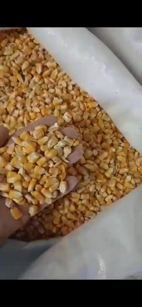 Кукуруза Оптом и в розницу