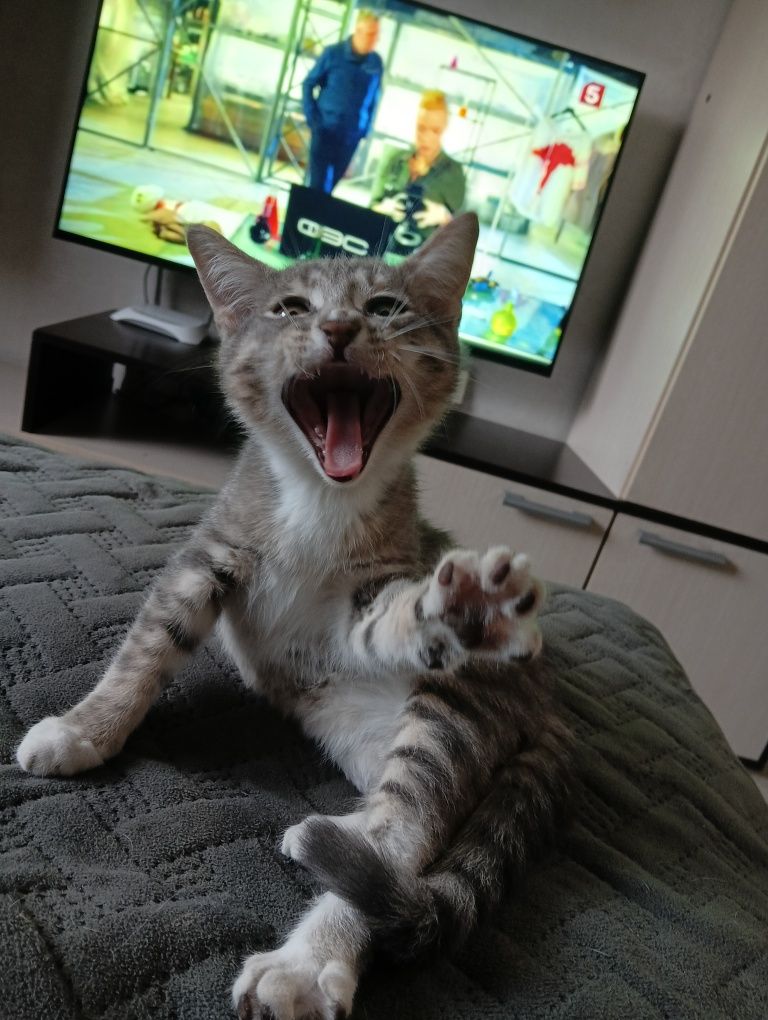 Отдам котенка девочка