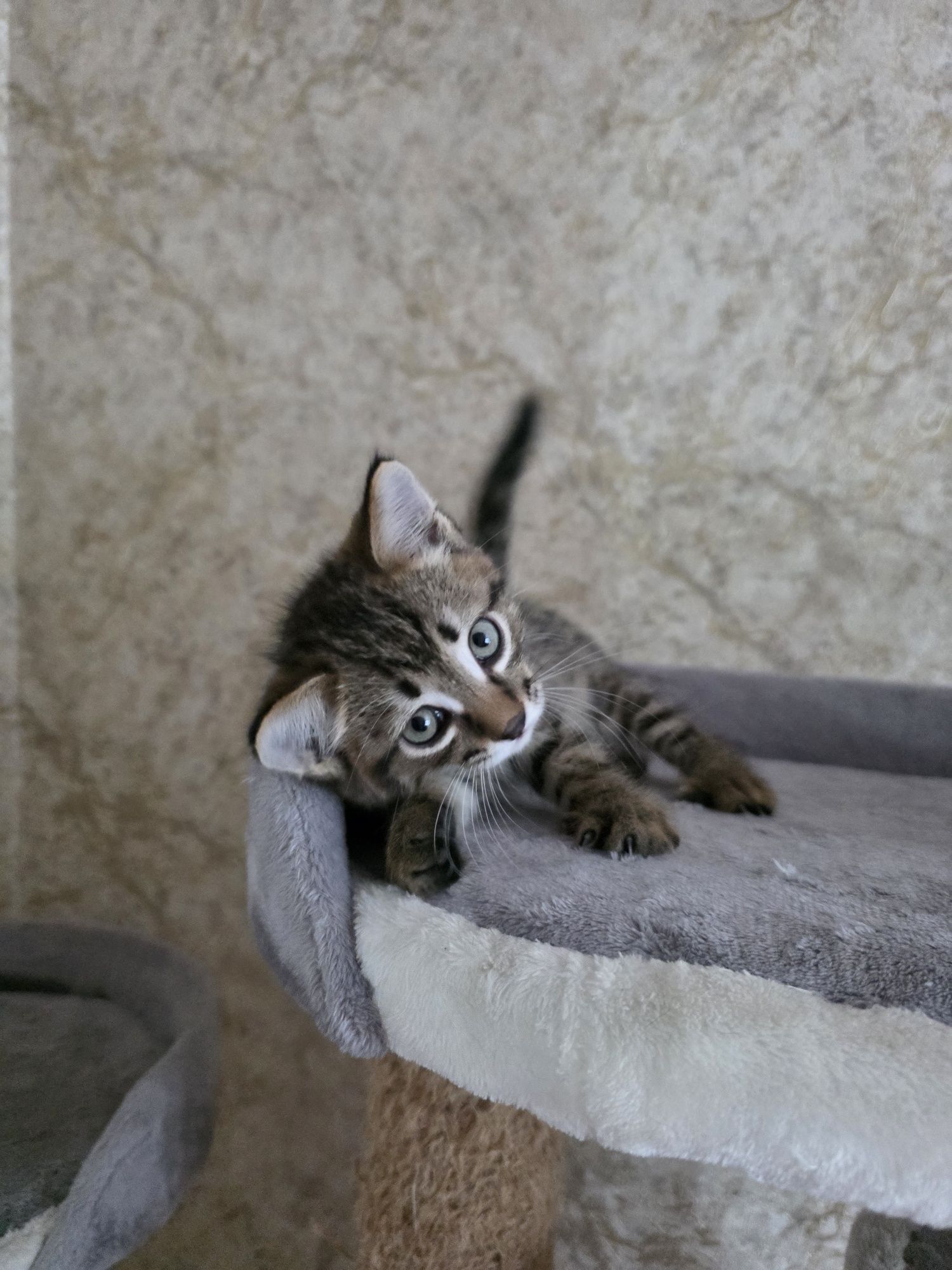Полосатые котики ищут дом