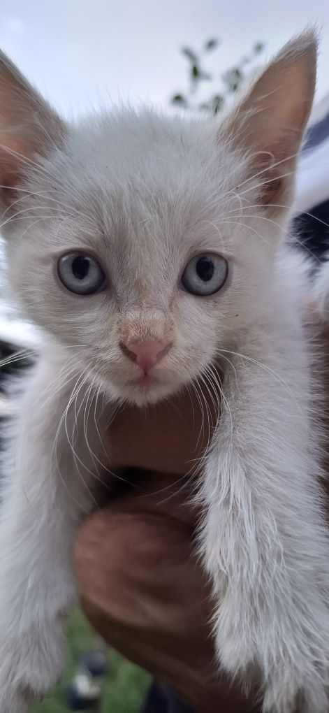 Котята в хорошие руки