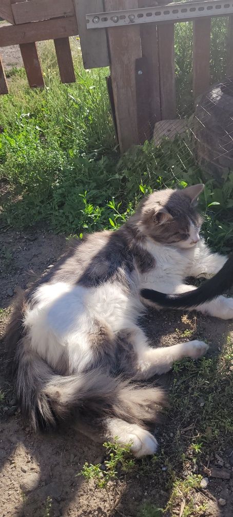 Ищу новых хозяев коту