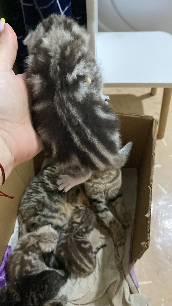 Продам котят британский вислоухие
