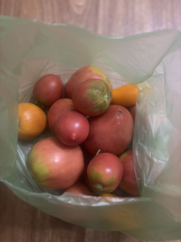 Продам дачные помидоры, сочные вкусные
