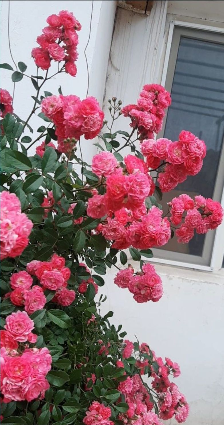 Цветы     цветы.