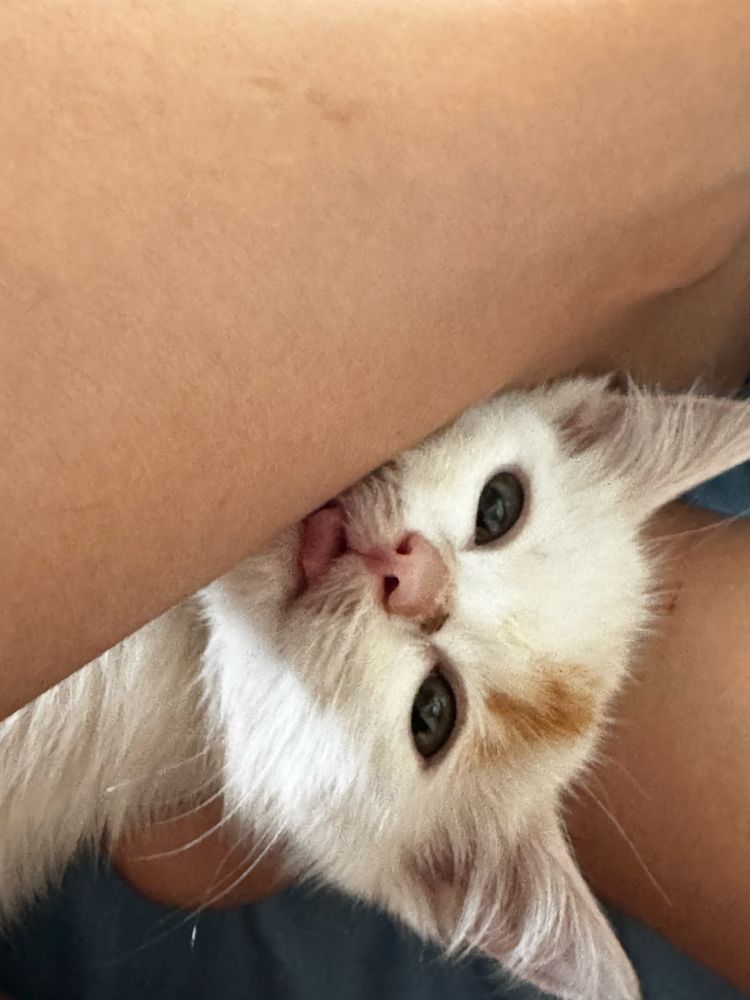 Отдаём котёнка в добрые и заботливые руки